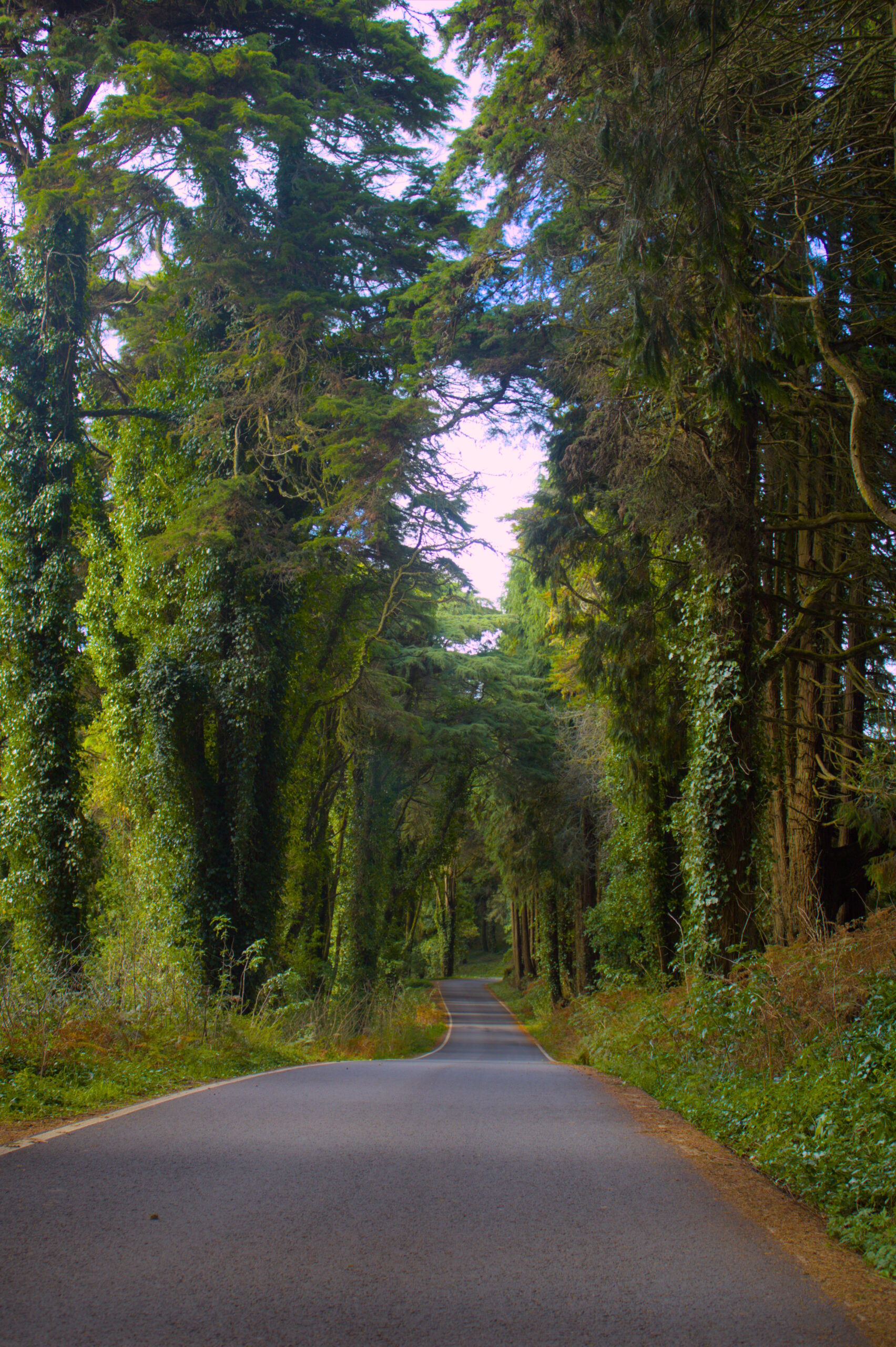 Caminho florestal na serra de sintra entre árvores densas — experiência de imersão natural em zonas menos exploradas